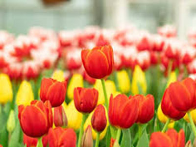 Hoa tulip có nhiều loại hoa, giống khác nhau